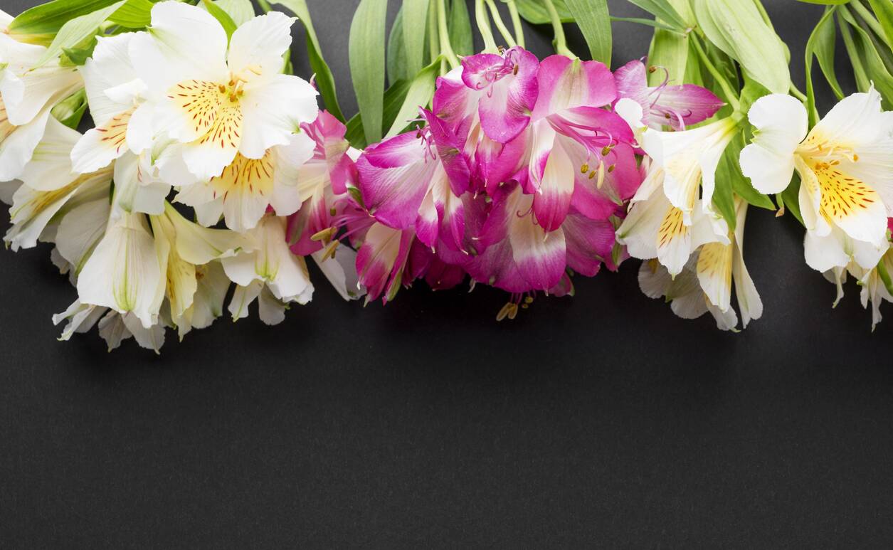 Alstroemeria
